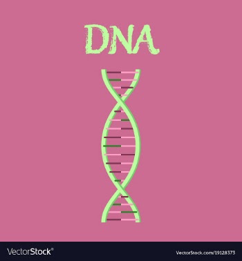 Human organ icon in flat style dna vector image