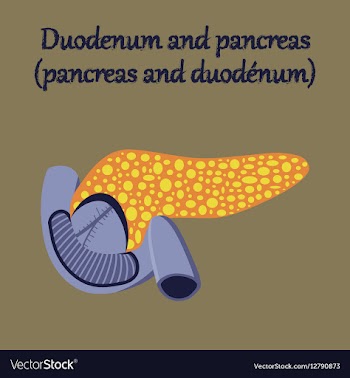 Human organ icon in flat style duodenum and vector image