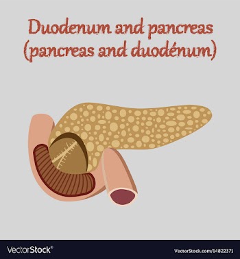 Human organ icon in flat style duodenum and vector image