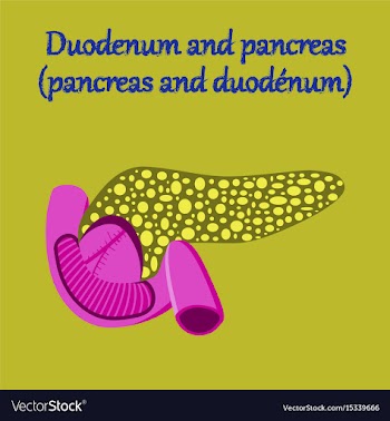 Human organ icon in flat style duodenum and vector image