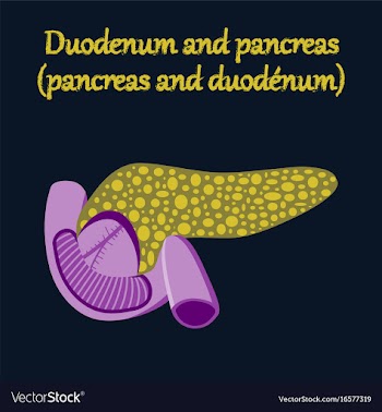 Human organ icon in flat style duodenum and vector image