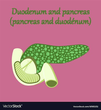 Human organ icon in flat style duodenum and vector image