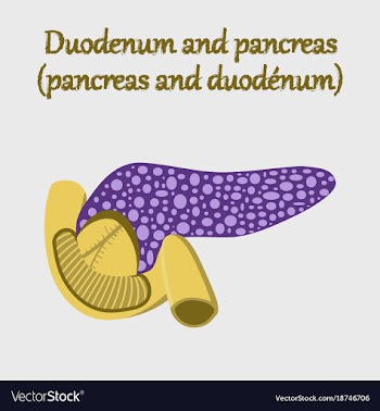 Human organ icon in flat style duodenum and vector image