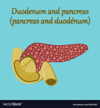 Human organ icon in flat style duodenum and vector image