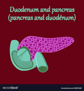 Human organ icon in flat style duodenum and vector image