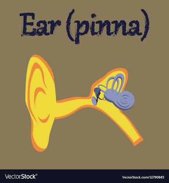 Human organ icon in flat style ear vector image
