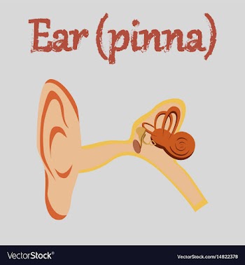 Human organ icon in flat style ear vector image