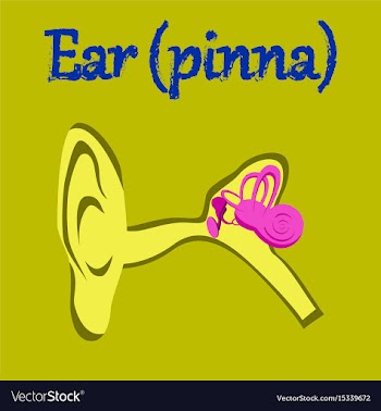 Human organ icon in flat style ear vector image