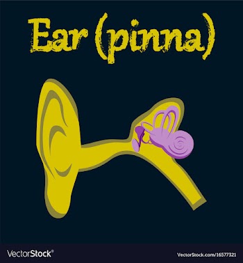 Human organ icon in flat style ear vector image
