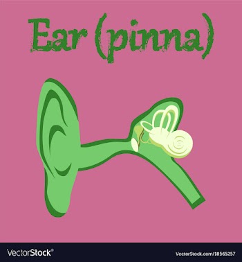 Human organ icon in flat style ear vector image