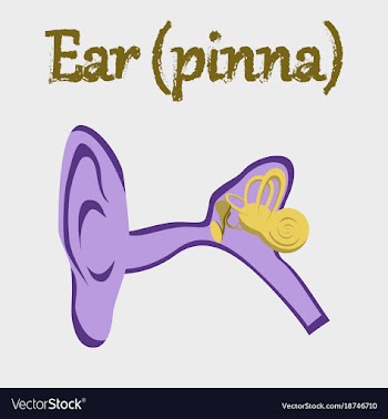 Human organ icon in flat style ear vector image