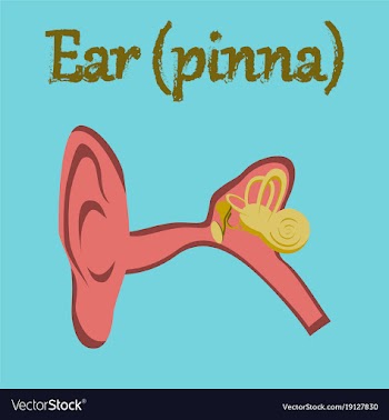 Human organ icon in flat style ear vector image