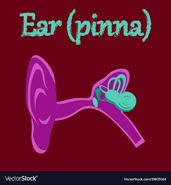 Human organ icon in flat style ear vector image