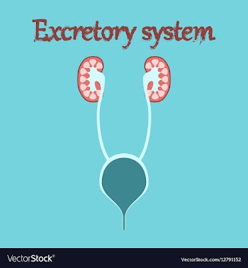 Human organ icon in flat style excretory system vector image