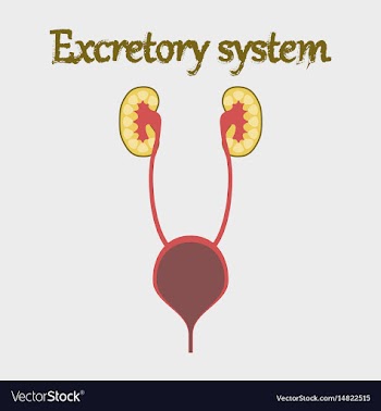 Human organ icon in flat style excretory system vector image
