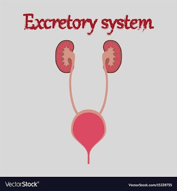 Human organ icon in flat style excretory system vector image