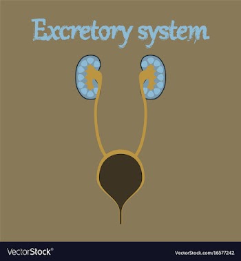 Human organ icon in flat style excretory system vector image
