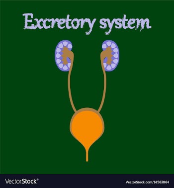 Human organ icon in flat style excretory system vector image