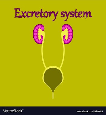 Human organ icon in flat style excretory system vector image