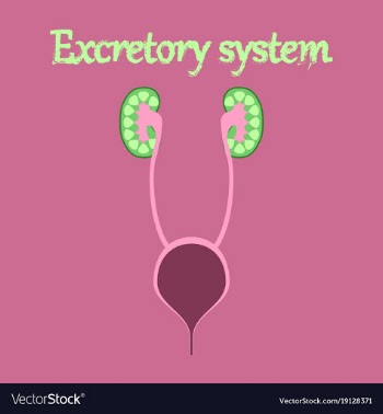 Human organ icon in flat style excretory system vector image