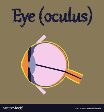 Human organ icon in flat style eye vector image