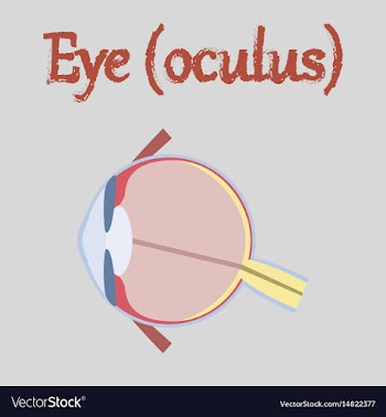 Human organ icon in flat style eye vector image