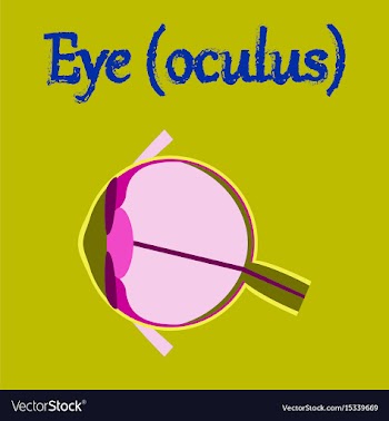 Human organ icon in flat style eye vector image