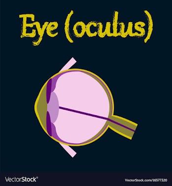 Human organ icon in flat style eye vector image