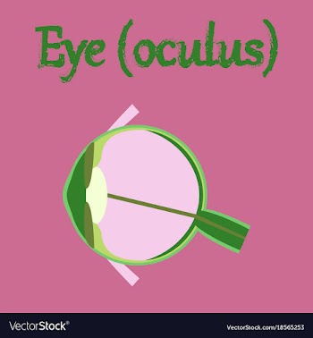Human organ icon in flat style eye vector image