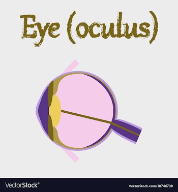 Human organ icon in flat style eye vector image