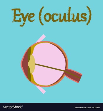 Human organ icon in flat style eye vector image