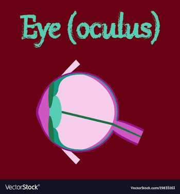 Human organ icon in flat style eye vector image