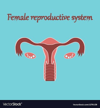 Human organ icon in flat style female reproductive vector image