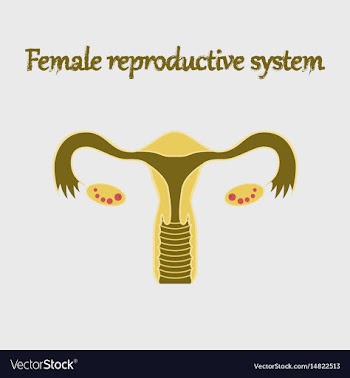 Human organ icon in flat style female reproductive vector image
