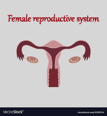 Human organ icon in flat style female reproductive vector image