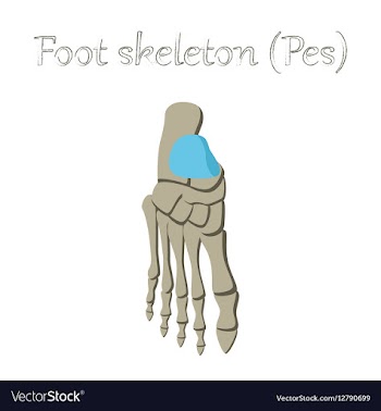 Human organ icon in flat style foot skeleton vector image