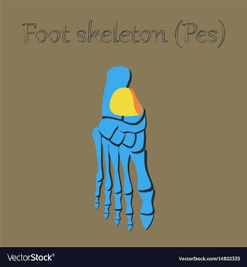 Human organ icon in flat style foot skeleton vector image