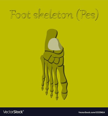 Human organ icon in flat style foot skeleton vector image
