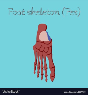 Human organ icon in flat style foot skeleton vector image
