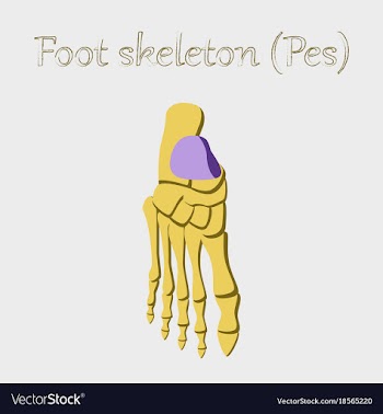 Human organ icon in flat style foot skeleton vector image