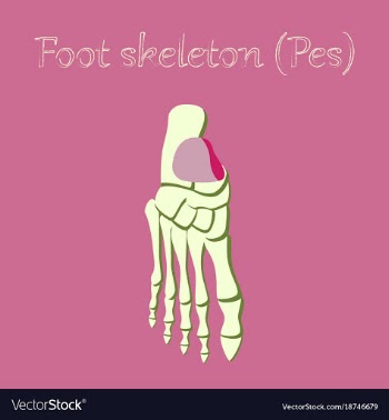 Human organ icon in flat style foot skeleton vector image