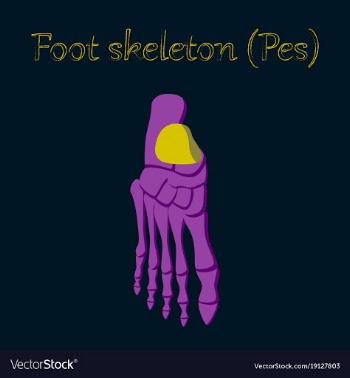 Human organ icon in flat style foot skeleton vector image