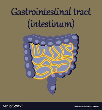 Human organ icon in flat style gastrointestinal vector image