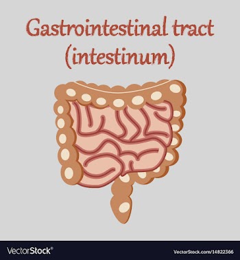Human organ icon in flat style gastrointestinal vector image