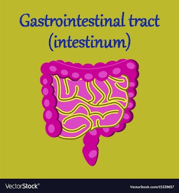 Human organ icon in flat style gastrointestinal vector image