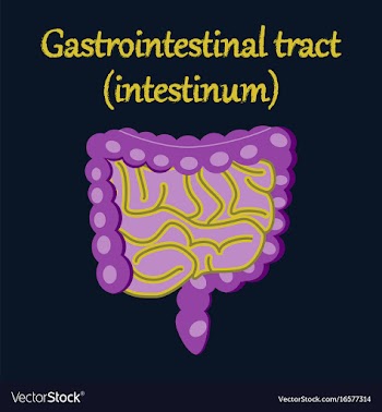 Human organ icon in flat style gastrointestinal vector image