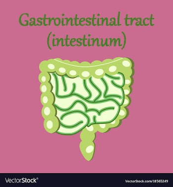 Human organ icon in flat style gastrointestinal vector image