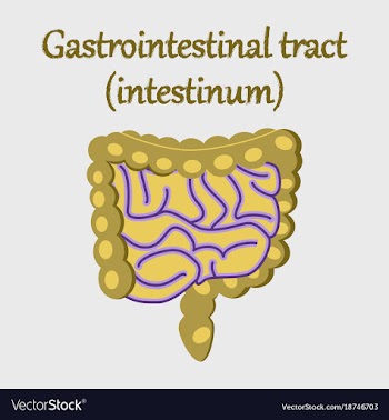 Human organ icon in flat style gastrointestinal vector image