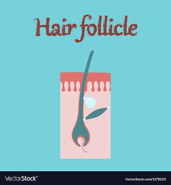 Human organ icon in flat style hair follicles vector image