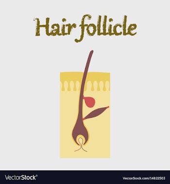 Human organ icon in flat style hair follicles vector image